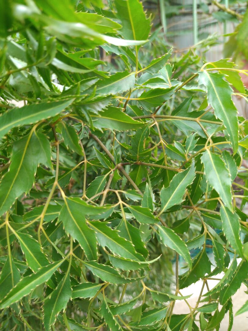 請教福祿桐不同種名稱