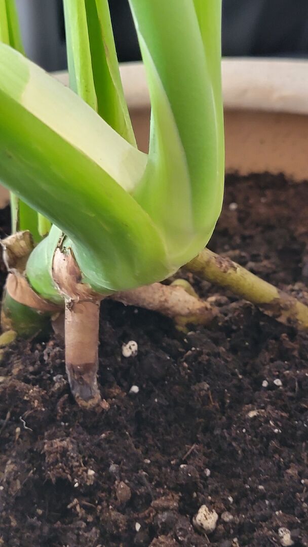 請問一下 我的龜背 氣根怎麼這樣