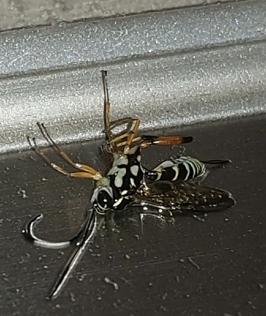 請問有人知道這隻昆蟲是甚麼種類嗎？