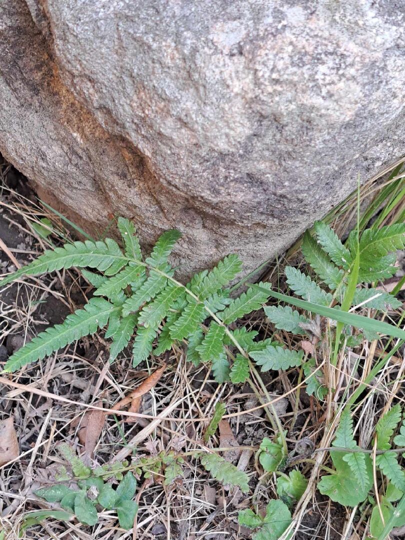 請問這是什麼植物