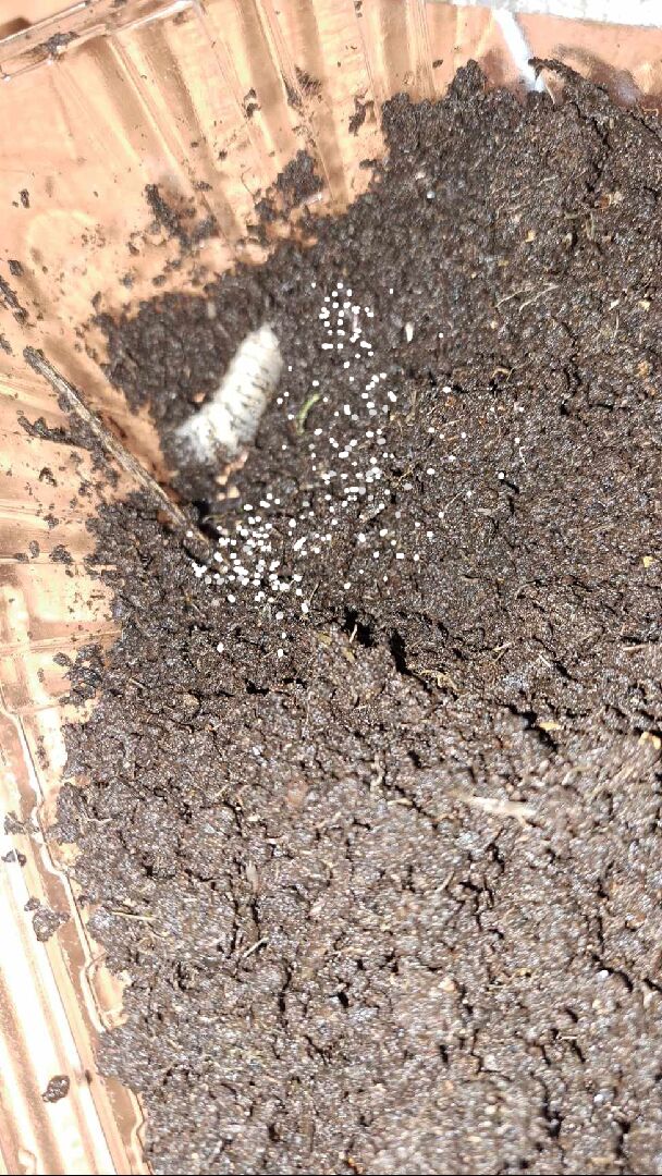 雞母蟲挖保麗龍盆栽