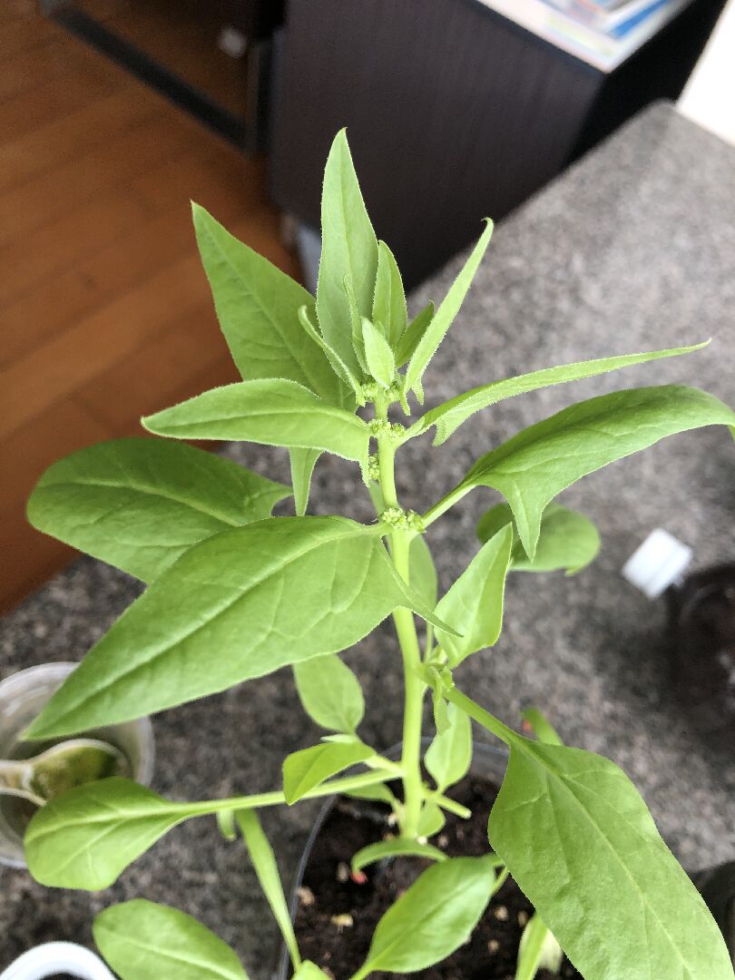 這是什麼植物可以食用嗎？