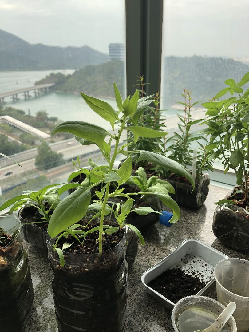 這是什麼植物可以食用嗎？