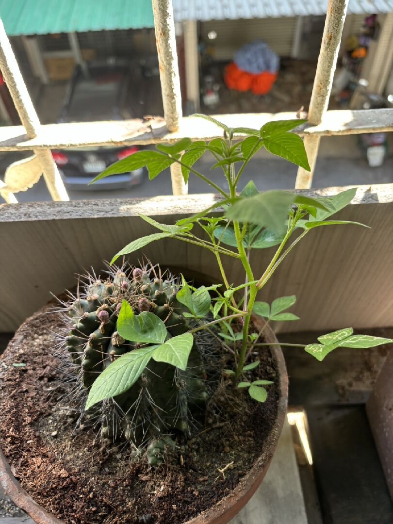 請問這是什麼植物?突然長在仙人掌旁邊