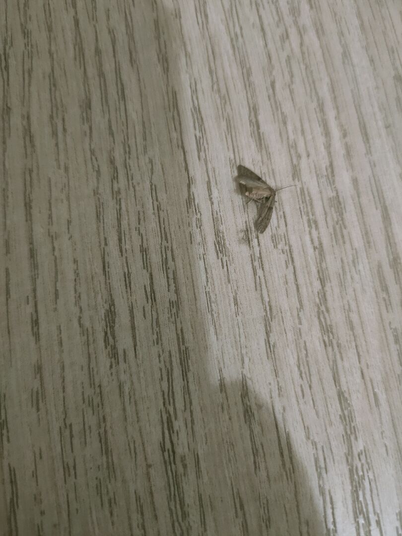 請問這是什麼飛蟲