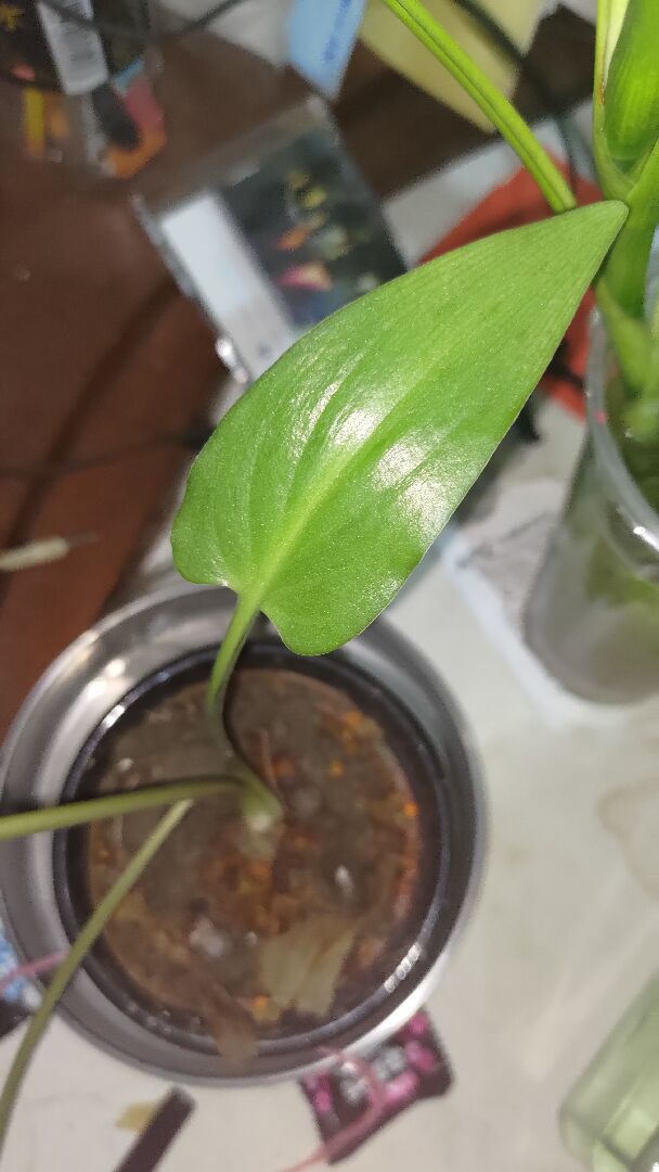 請問這是什麼植物，該如何種植？
