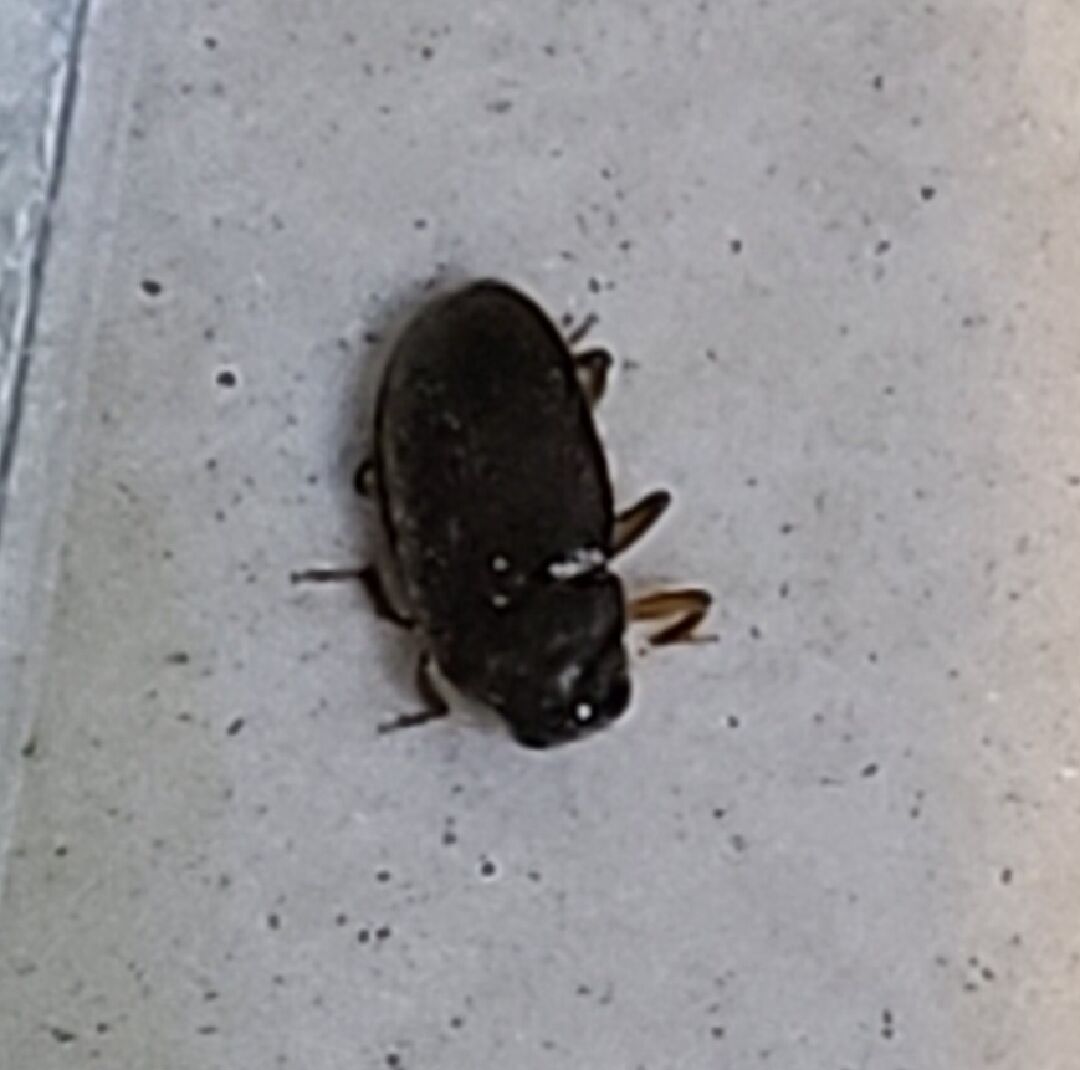 請問這個是什麼蟲