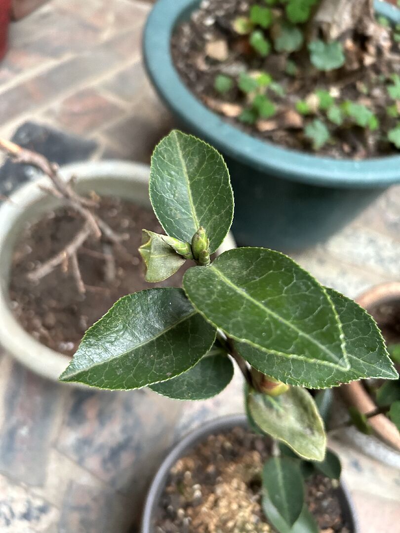 茶花靠近花苞的葉子枯萎