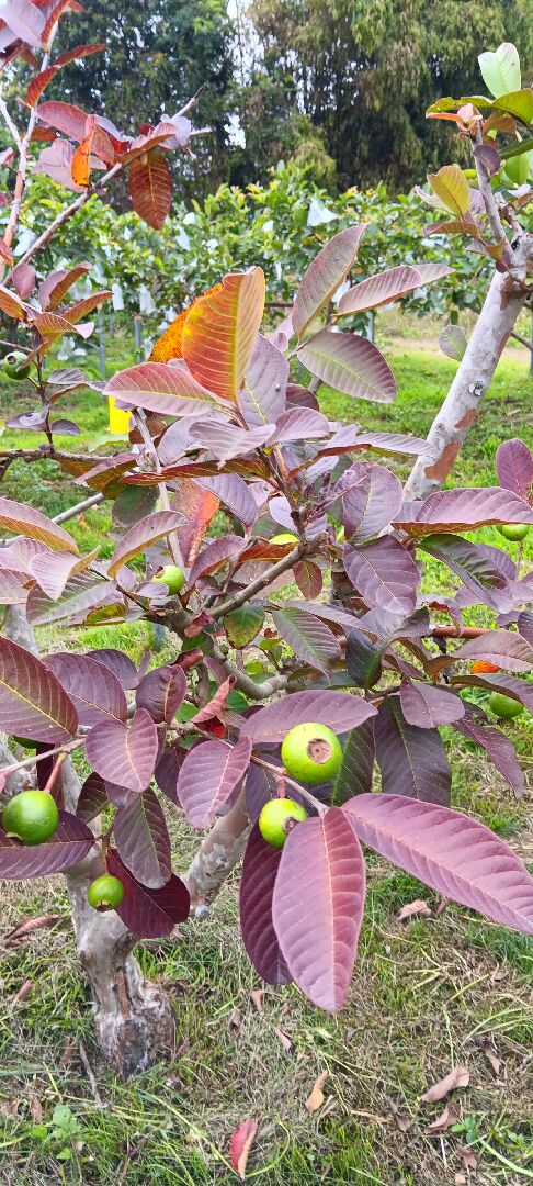 芭樂樹樹頭脫皮乾枯樹葉變紅是什麼病