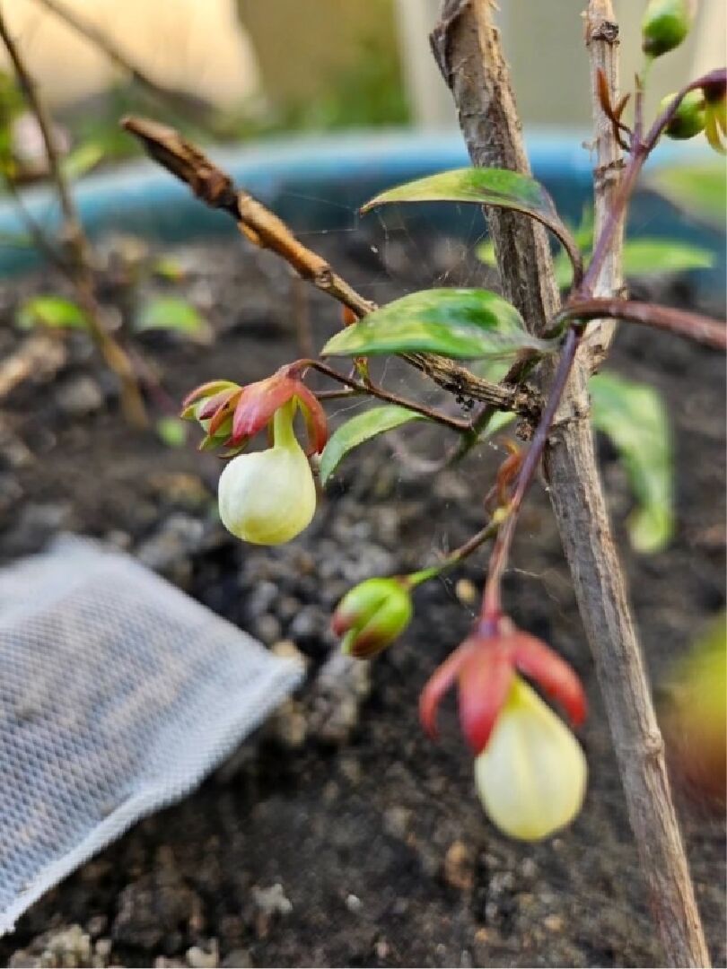 紅花垂枝茉莉的花苞