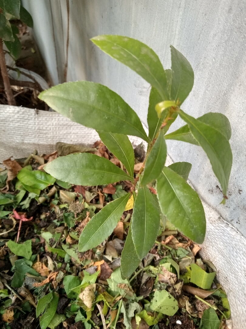 這是什麽植物