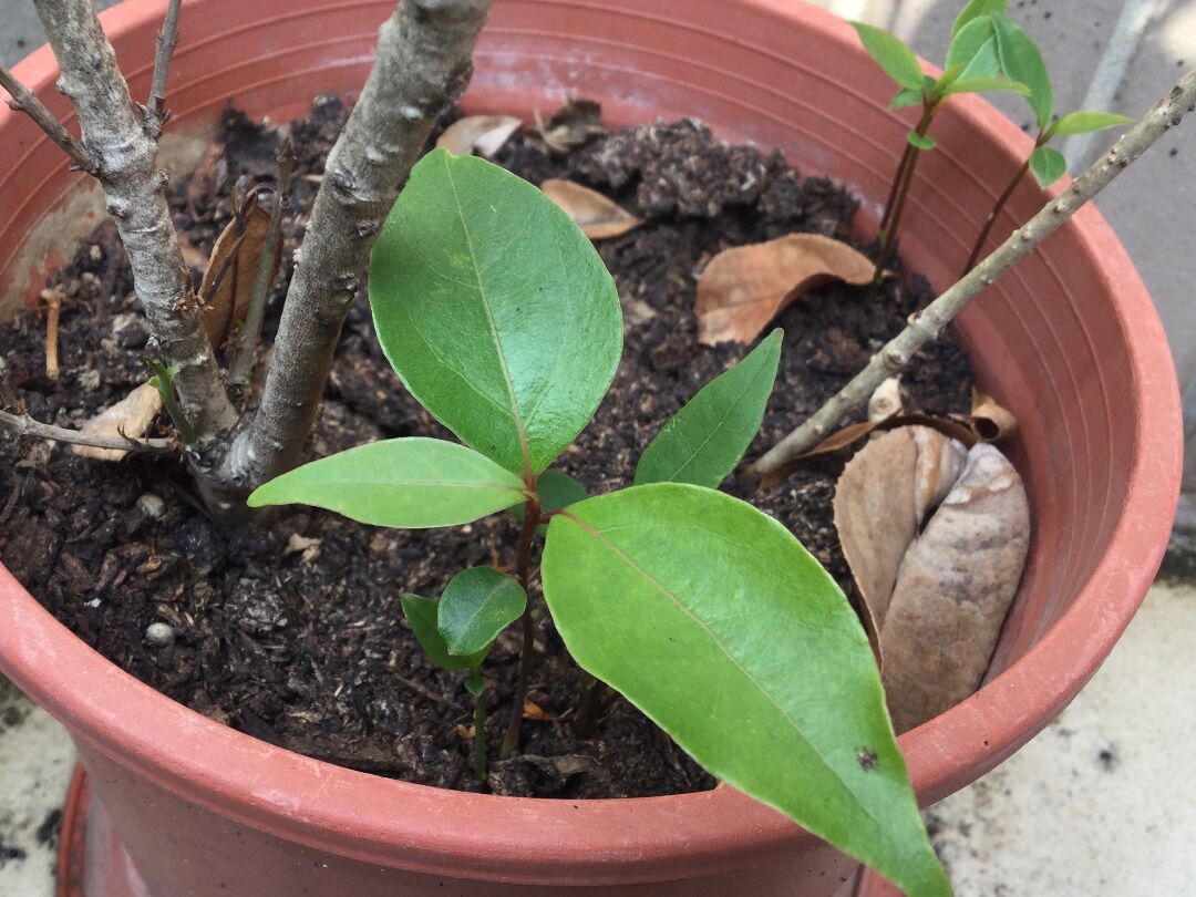 請問這是什麼植物