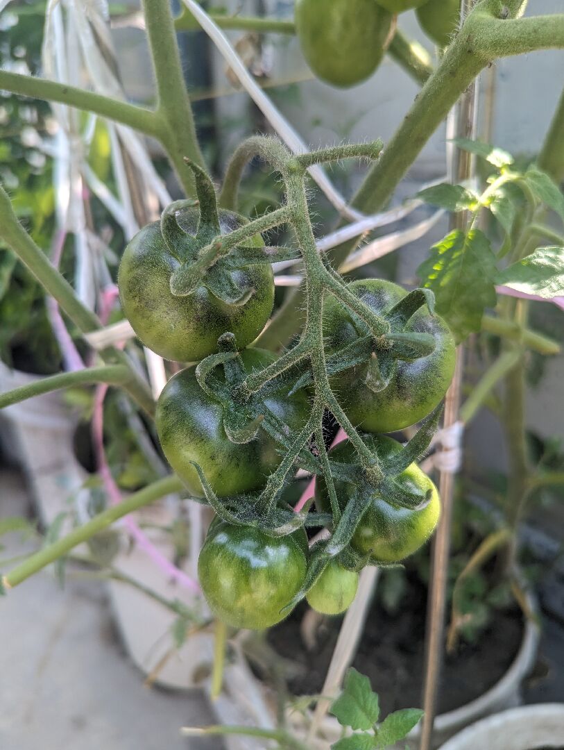 請問這是綠蕃茄的品種嗎？
