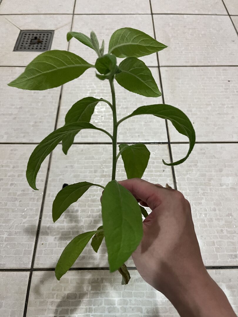 請問這是啥麼植物？