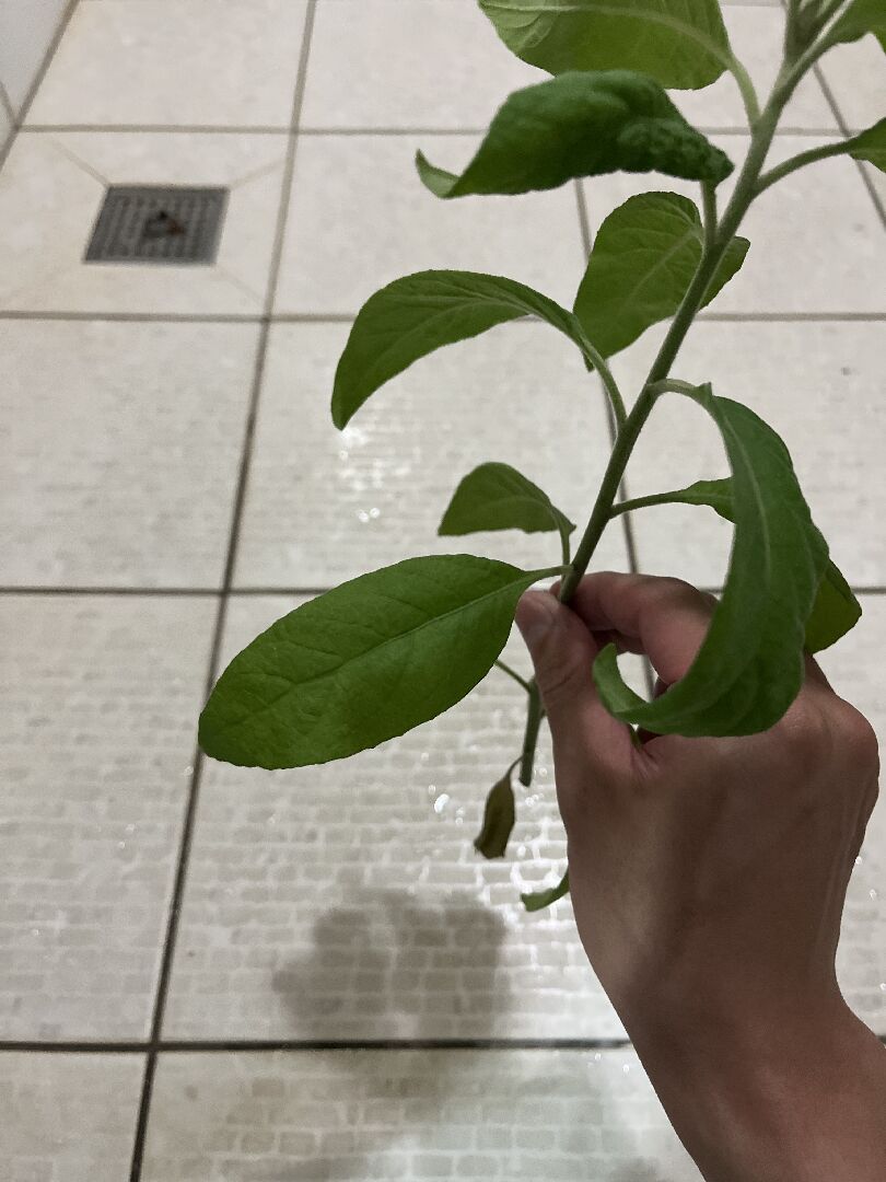 請問這是啥麼植物？