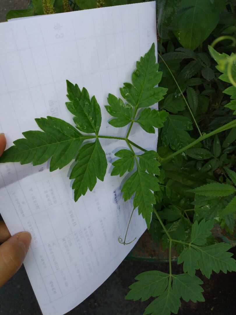 這是什麼植物？