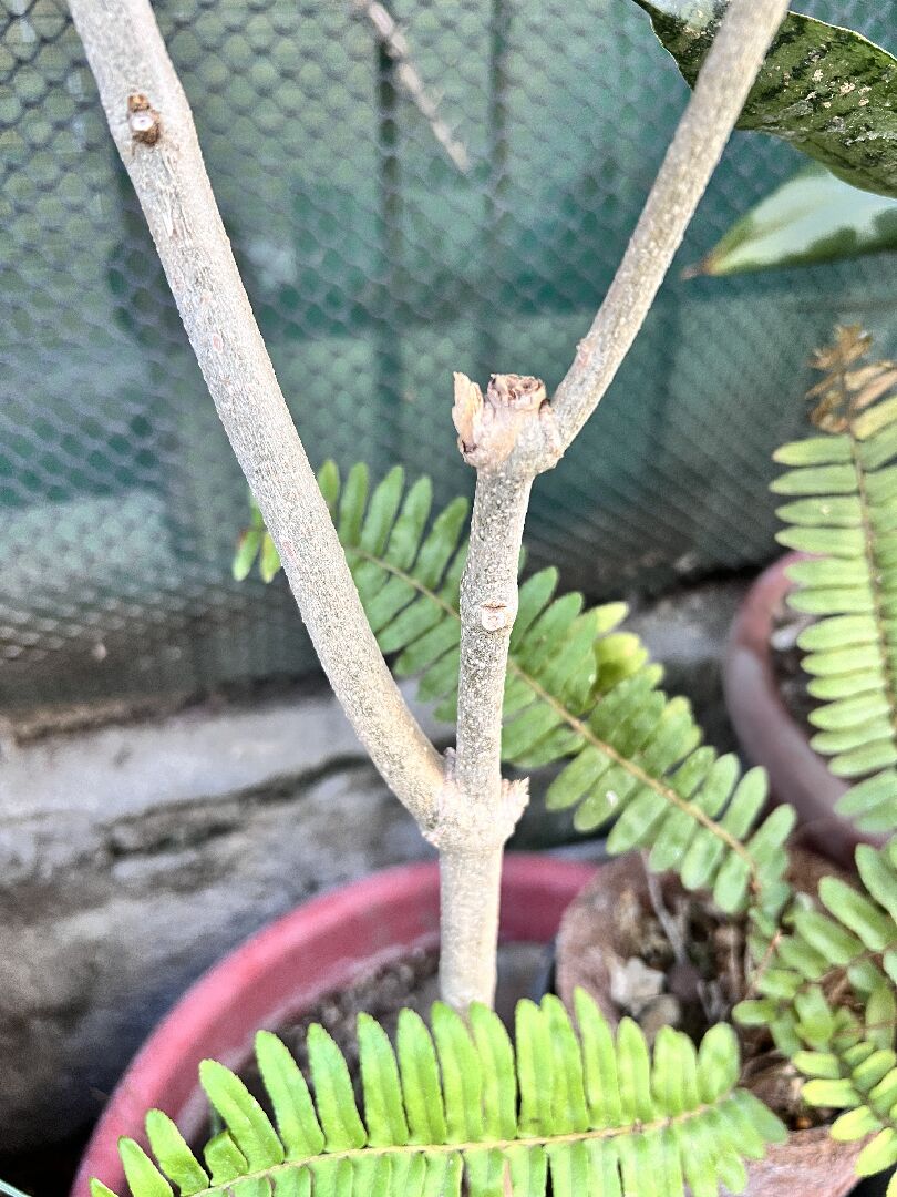 錫葉藤葉子變黃，還遲遲不開花