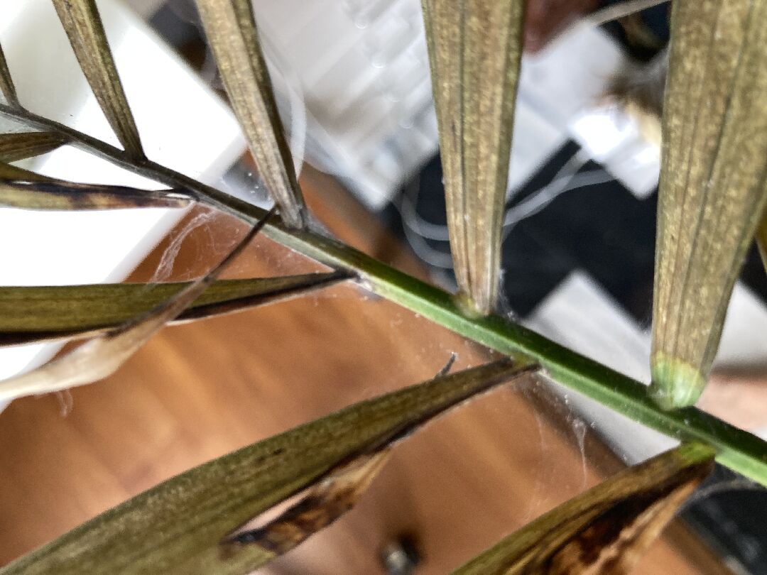 觀賞型之袖珍椰子葉子長白色蜘蛛網狀東西，葉子變黃該怎辦？