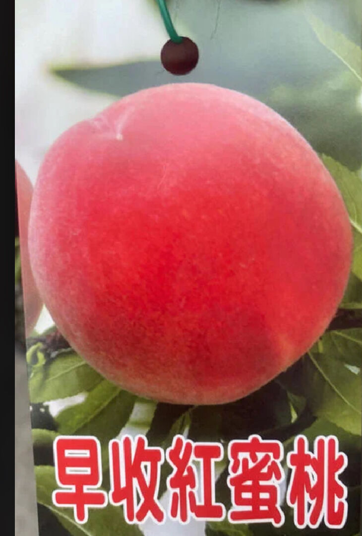 詢問桃子品種 