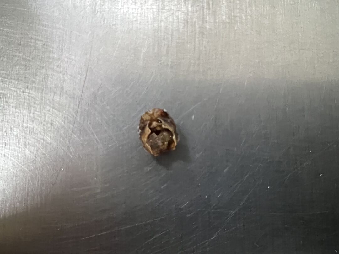 請問這是什麼蟲的殼？
