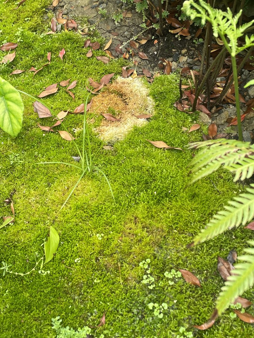 青苔病害/蟲害？