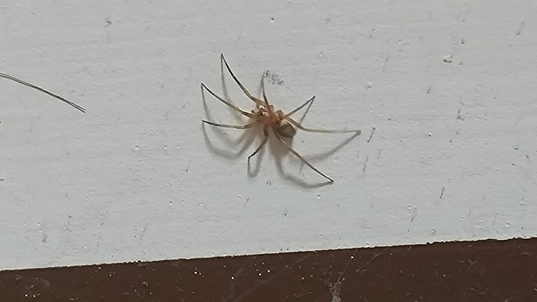 想問這是什麼種類的蜘蛛？