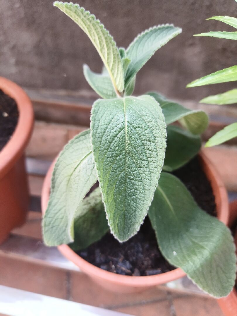 這是什麼植物