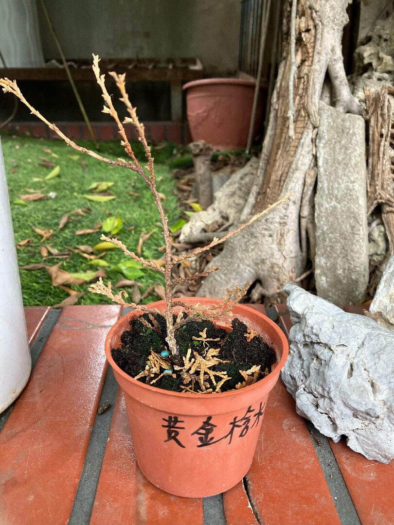 養活台灣檜木換盆