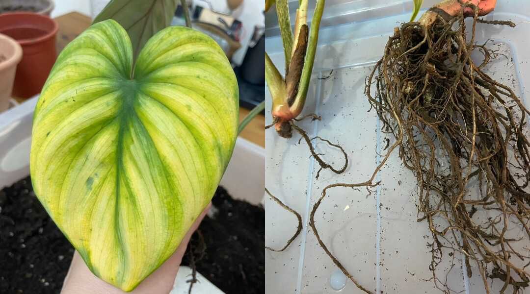 西瓜普洛蔓綠絨換盆後葉面發黃、莖部下垂