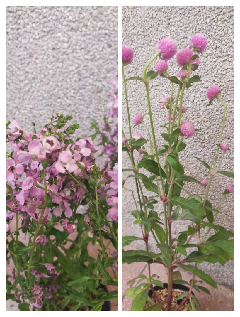 這是何花，如何養