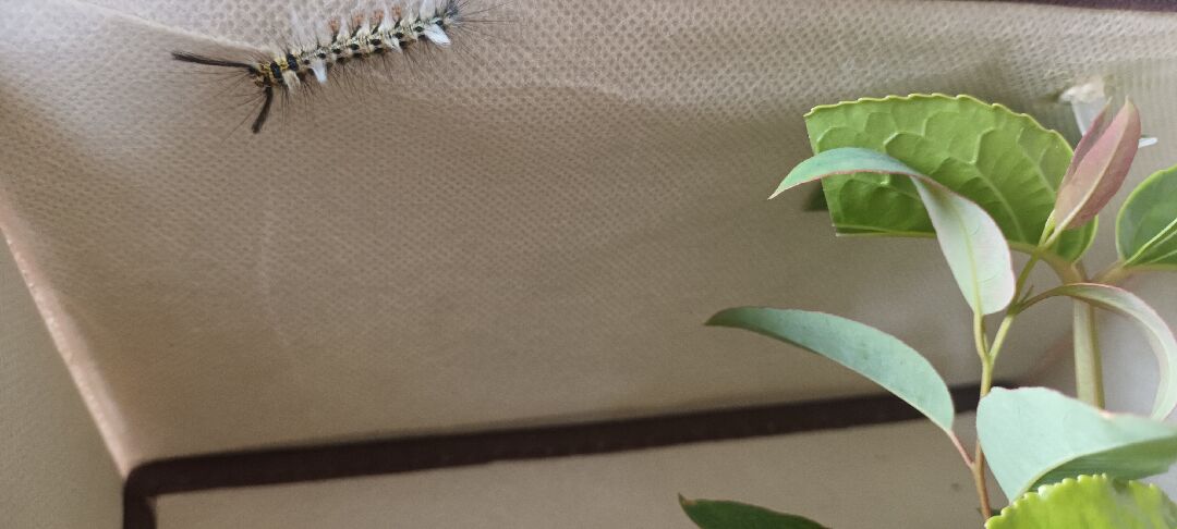 這隻青黃枯葉蛾的幼蟲都不吃葉子
