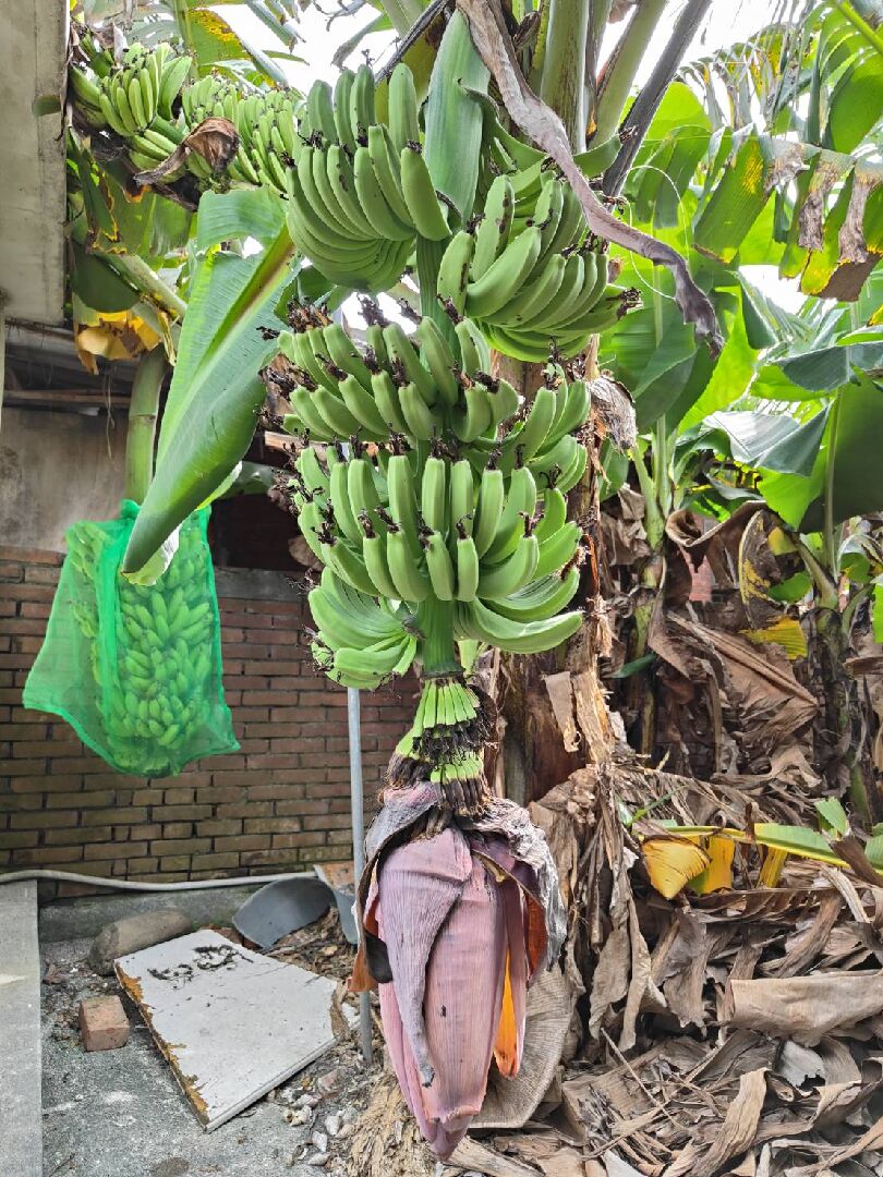 香蕉串長到幾層時香蕉花割掉最適合 ？