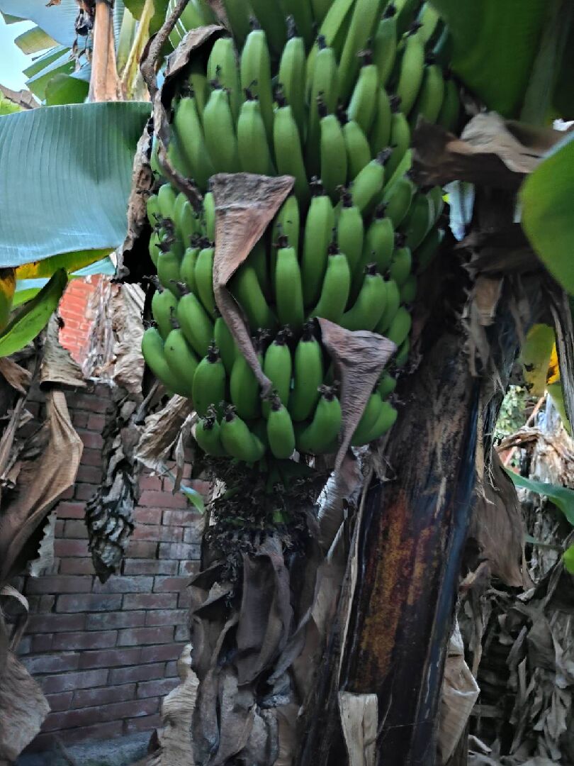 香蕉串長到幾層時香蕉花割掉最適合 ？