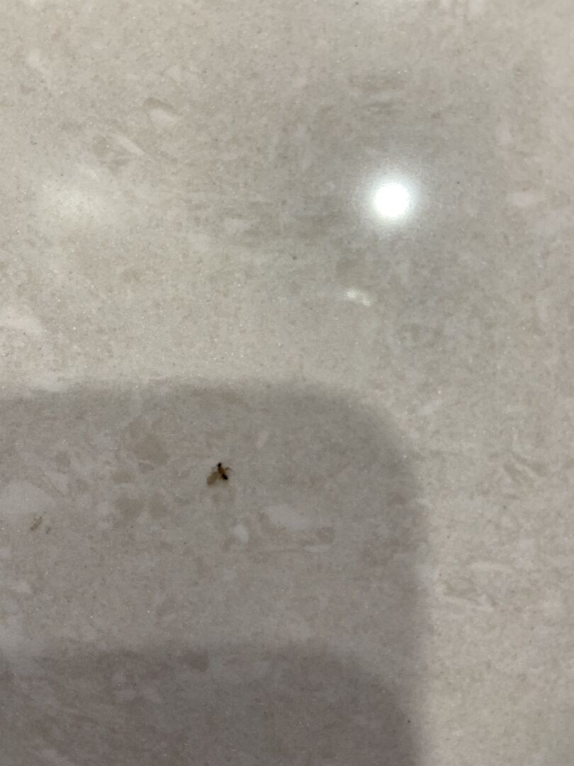 這是白蟻嗎