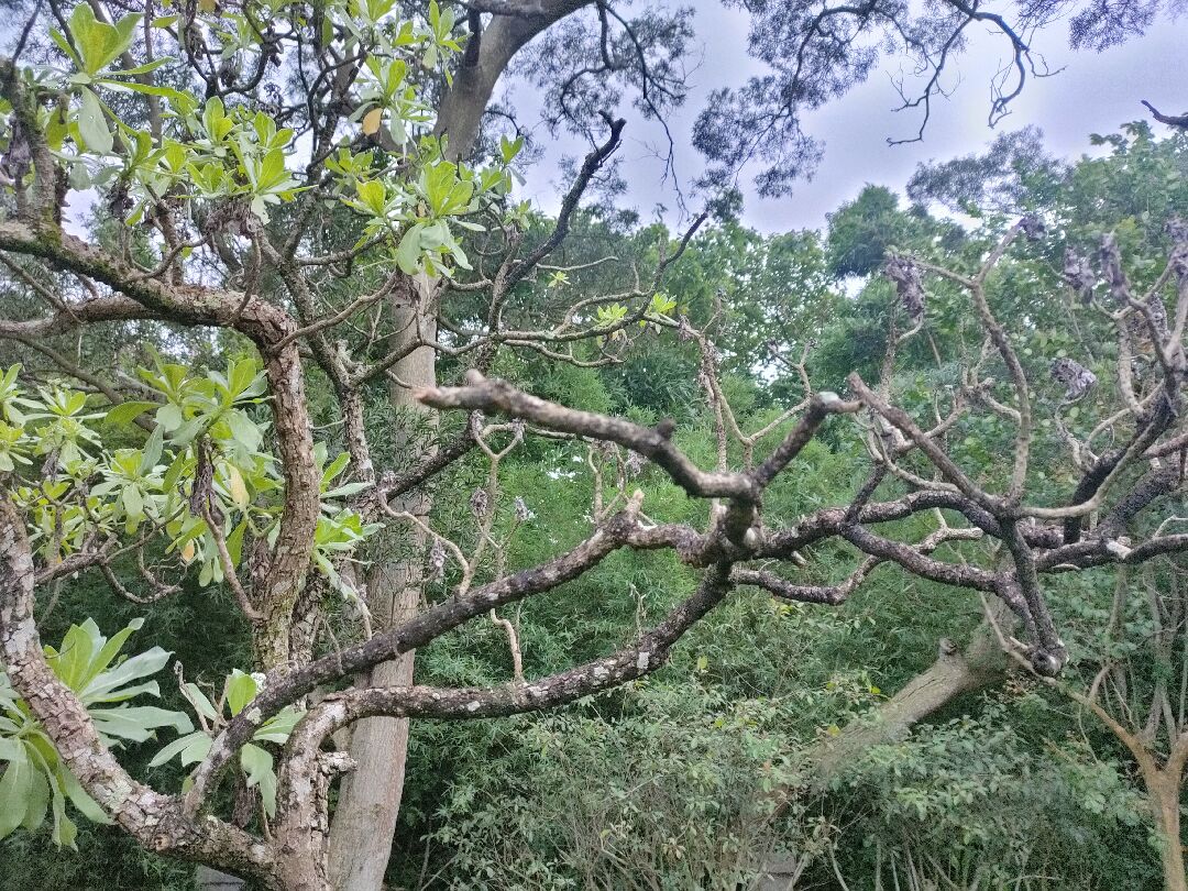 生長在庭園的白水木，部分枝幹長不出新葉