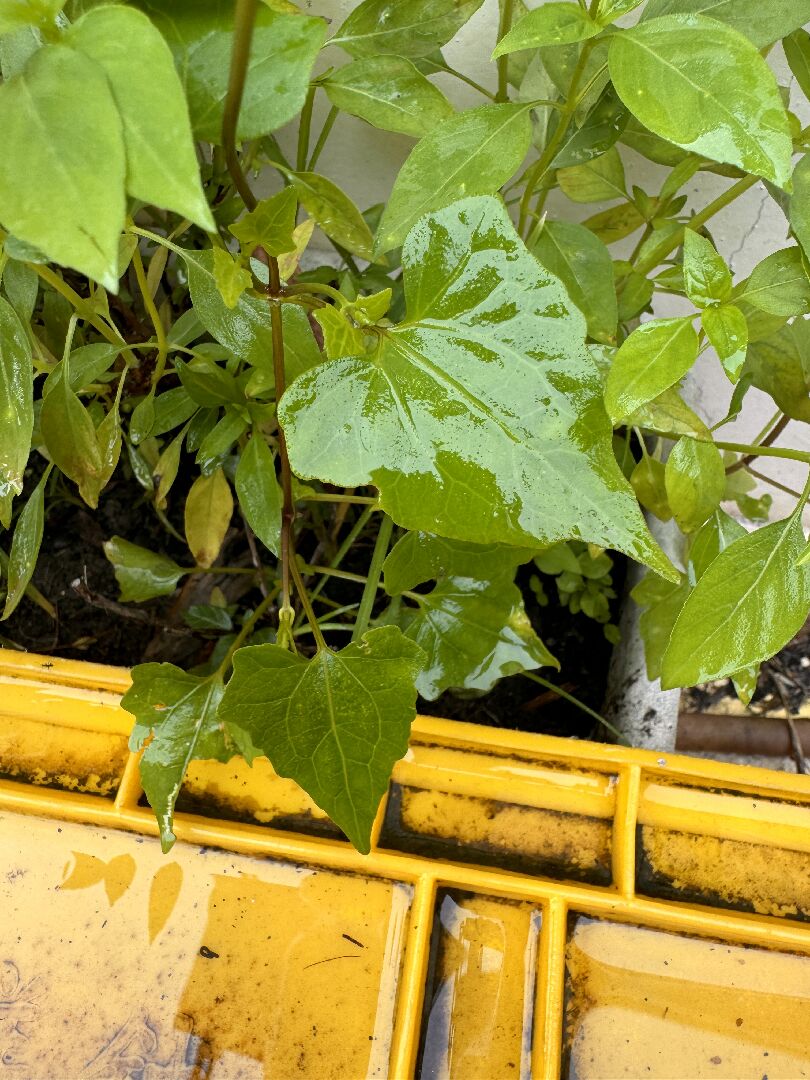 想請問圖片中是什麼植物幼苗