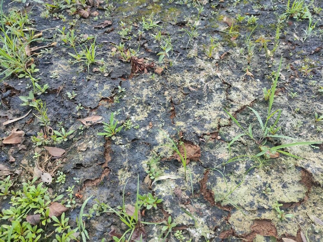 土壤表面呈現一層黑色，請問這是什麼呢?