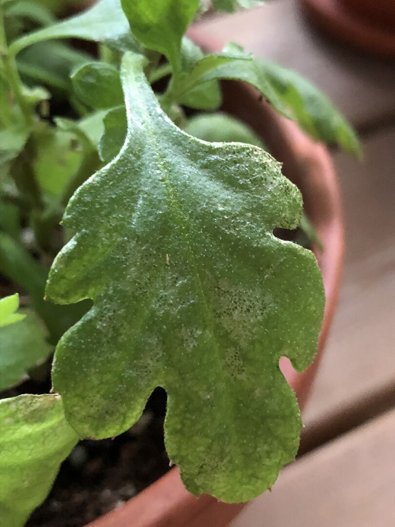 菊花葉有異樣，是白粉病嗎？