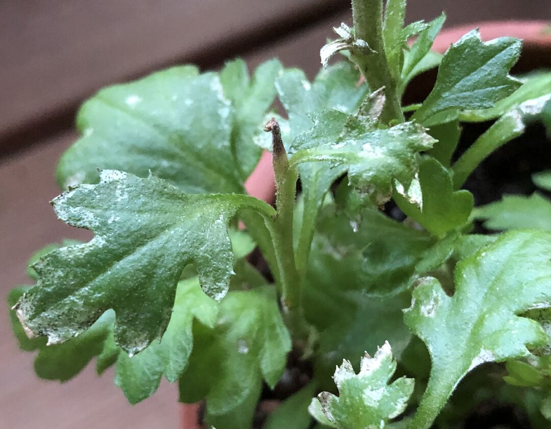 菊花葉有異樣，是白粉病嗎？