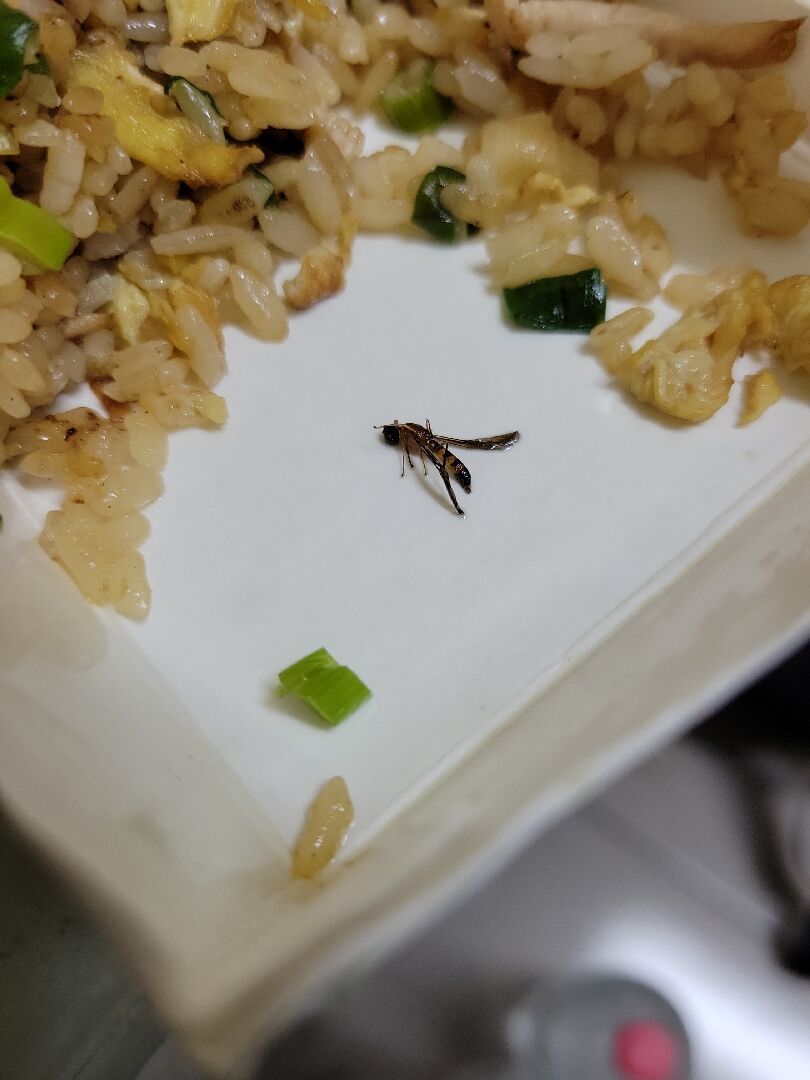飯裡面有蟲想知道是什麼蟲
