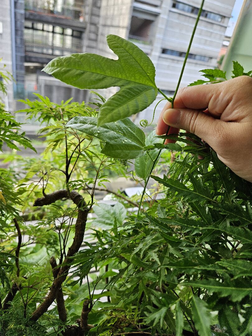 想知道是什麼植物