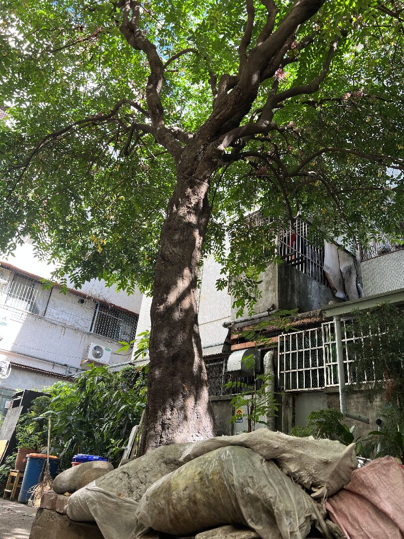 40歲軟枝楊桃樹根是否危害社區建築結構