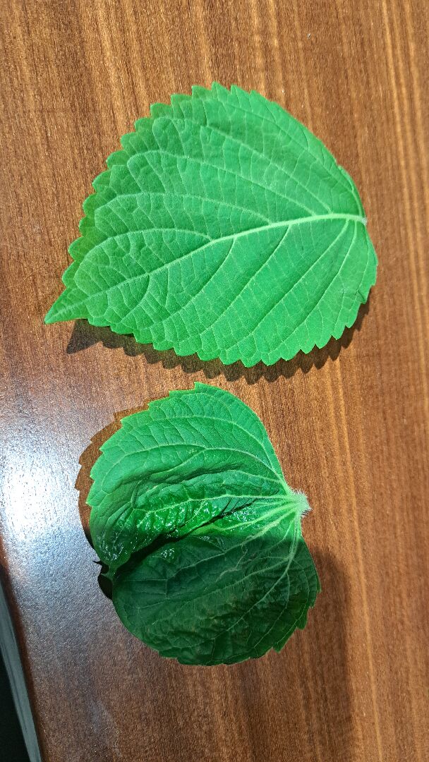 為什麼韓國芝麻葉葉子變形