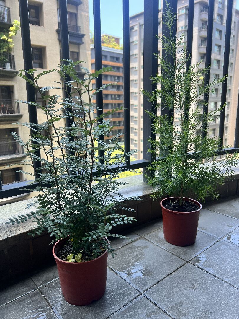 新手第一次種植盆栽（艾草、胡椒木、澳洲茶樹、薄荷）