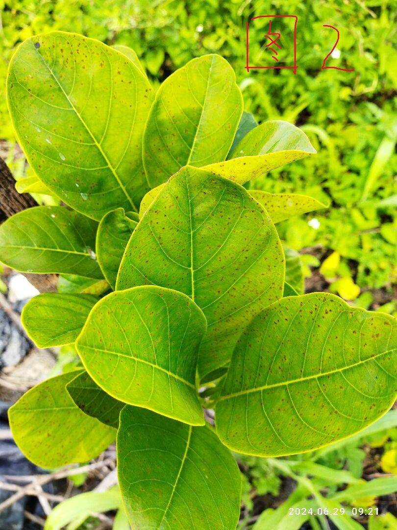 菠蘿蜜生長緩慢、葉面及葉背還有出現紅色斑點。