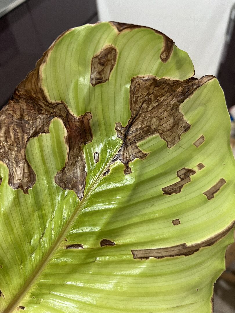 青蘋果竹芋葉子開始焦黑