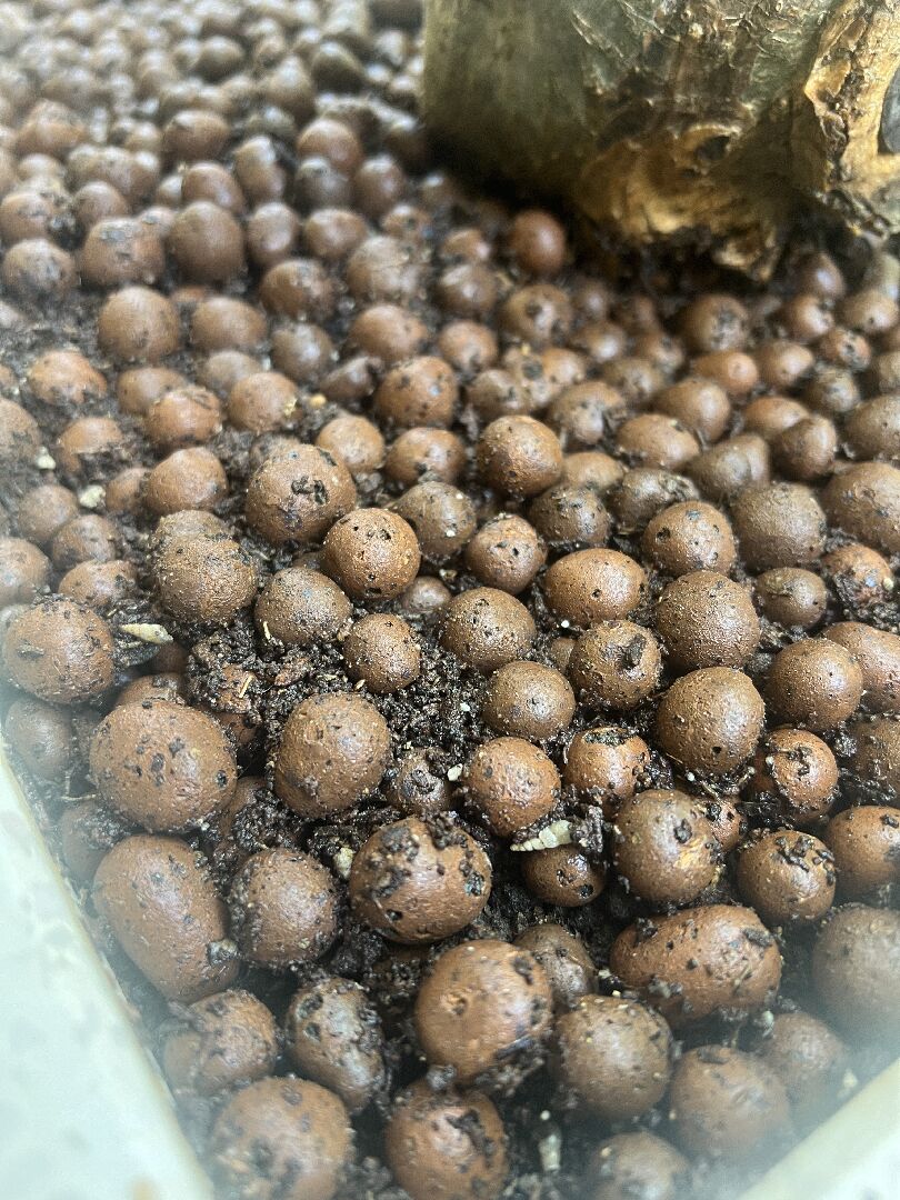 雞蛋花 新枝彎/軟 請益