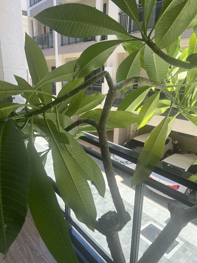 雞蛋花 新枝彎/軟 請益