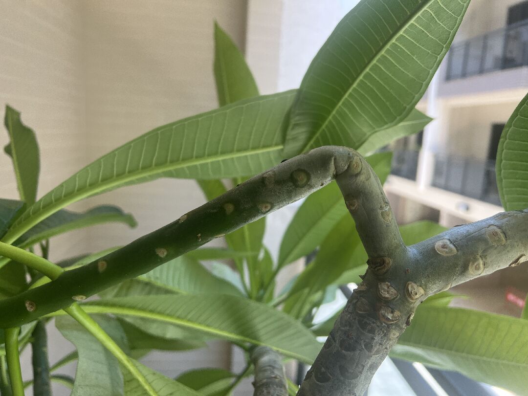 雞蛋花 新枝彎/軟 請益