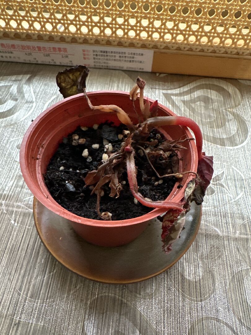 有2種未知植物，不知道怎麼種